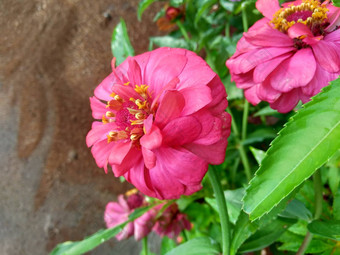 Zinnia线虫青年年龄常见的Zinnia优雅的Zinnia花自然背景花颜色<strong>范</strong>围白色奶油粉红色红色<strong>紫色</strong>绿色黄色的杏橙色大马哈鱼