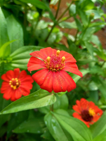 Zinnia线虫青年年龄常见的Zinnia<strong>优雅</strong>的Zinnia花自然背景花颜色范围白色奶油粉红色红色紫色绿色黄色的杏<strong>橙色</strong>大马哈鱼