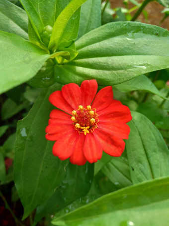 Zinnia线虫青年年龄常见的Zinnia<strong>优雅</strong>的Zinnia花自然背景花颜色范围白色奶油粉红色红色紫色绿色黄色的杏<strong>橙色</strong>大马哈鱼