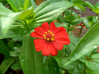 Zinnia线虫青年年龄常见的Zinnia优雅的Zinnia花自然背景花颜色<strong>范</strong>围白色奶油粉红色红色<strong>紫色</strong>绿色黄色的杏橙色大马哈鱼