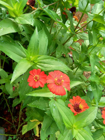 Zinnia线虫青年年龄常见的Zinnia优雅的Zinnia花自然背景花颜色<strong>范</strong>围白色奶油粉红色红色<strong>紫色</strong>绿色黄色的杏橙色大马哈鱼