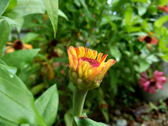 Zinnia线虫青年年龄常见的Zinnia优雅的Zinnia花自然背景花颜色范围白色奶油粉红色红色紫色绿色黄色的杏橙色大马哈鱼
