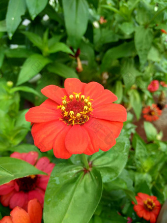 Zinnia线虫青年年龄常见的Zinnia优雅的Zinnia花自然背景花颜色<strong>范</strong>围白色奶油粉红色红色<strong>紫色</strong>绿色黄色的杏橙色大马哈鱼