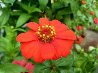 Zinnia线虫青年年龄常见的Zinnia<strong>优雅</strong>的Zinnia花自然背景花颜色范围白色奶油粉红色红色紫色绿色黄色的杏<strong>橙色</strong>大马哈鱼