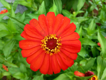 Zinnia线虫青年年龄常见的Zinnia优雅的Zinnia花自然背景花颜色<strong>范</strong>围白色奶油粉红色红色<strong>紫色</strong>绿色黄色的杏橙色大马哈鱼