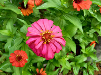 Zinnia线虫青年年龄常见的Zinnia<strong>优雅</strong>的Zinnia花自然背景花颜色范围白色奶油粉红色红色紫色绿色黄色的杏<strong>橙色</strong>大马哈鱼