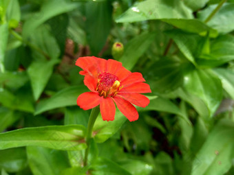 Zinnia线虫青年年龄常见的Zinnia优雅的Zinnia花自然背景花颜色范围白色奶油粉红色红色紫色绿色黄色的杏橙色大马哈鱼
