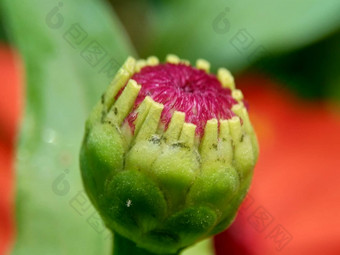 Zinnia线虫青年年龄常见的Zinnia<strong>优雅</strong>的Zinnia花自然背景花颜色范围白色奶油粉红色红色紫色绿色黄色的杏<strong>橙色</strong>大马哈鱼