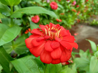 Zinnia线虫青年年龄常见的Zinnia优雅的Zinnia花自然背景花颜色<strong>范</strong>围白色奶油粉红色红色<strong>紫色</strong>绿色黄色的杏橙色大马哈鱼