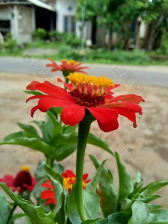 Zinnia线虫青年年龄常见的Zinnia优雅的Zinnia花自然背景花颜色范围白色奶油粉红色红色紫色绿色黄色的杏橙色大马哈鱼