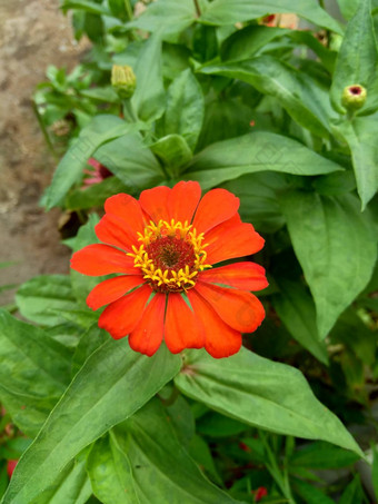 Zinnia线虫青年年龄常见的Zinnia优雅的Zinnia花自然背景花颜色范围白色奶油粉红色红色紫色绿色黄色的杏橙色大马哈鱼