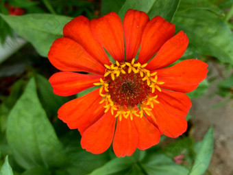 Zinnia线虫青年年龄常见的Zinnia<strong>优雅</strong>的Zinnia花自然背景花颜色范围白色奶油粉红色红色紫色绿色黄色的杏<strong>橙色</strong>大马哈鱼