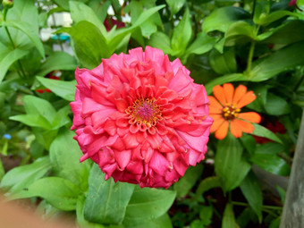 Zinnia线虫青年年龄常见的Zinnia优雅的Zinnia花自然背景花颜色<strong>范</strong>围白色奶油粉红色红色<strong>紫色</strong>绿色黄色的杏橙色大马哈鱼