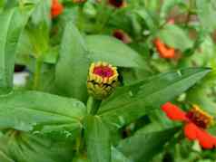 Zinnia线虫青年年龄常见的Zinnia优雅的Zinnia花自然背景花颜色范围白色奶油粉红色红色紫色绿色黄色的杏橙色大马哈鱼