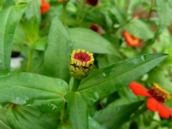 Zinnia线虫青年年龄常见的Zinnia优雅的Zinnia花自然背景花颜色<strong>范</strong>围白色奶油粉红色红色<strong>紫色</strong>绿色黄色的杏橙色大马哈鱼