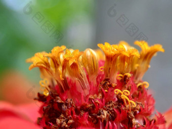 Zinnia线虫青年年龄常见的Zinnia<strong>优雅</strong>的Zinnia花自然背景花颜色范围白色奶油粉红色红色紫色绿色黄色的杏<strong>橙色</strong>大马哈鱼