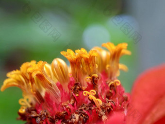 Zinnia线虫青年年龄常见的Zinnia优雅的Zinnia花自然背景花颜色<strong>范</strong>围白色奶油粉红色红色<strong>紫色</strong>绿色黄色的杏橙色大马哈鱼