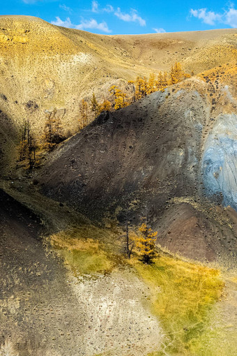 色彩斑斓的山阿尔泰孤独的树山
