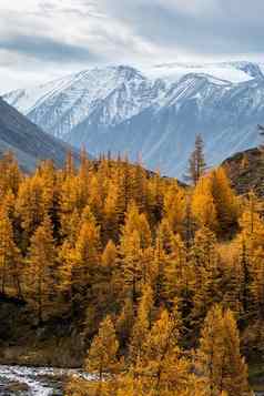 松柏科的树阿尔泰山景观森林山