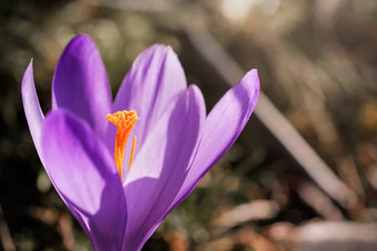 太阳照野生紫色的黄色的虹膜番红花属赫菲利安变色花日益增长的春天干草特写镜头宏细节