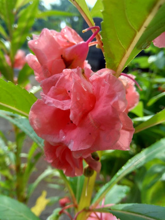 <strong>凤仙花</strong>属植物巴尔萨米纳香脂花园香脂玫瑰香脂触摸发现了snapweed自然背景印尼调用男朋友banyu