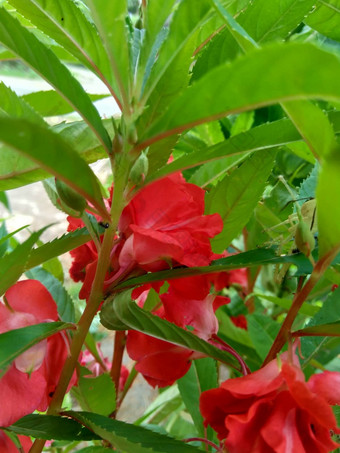 凤仙花属植物巴尔萨米纳香脂花园香脂玫瑰香脂触摸发现了snapweed自然背景印尼调用男朋友banyu