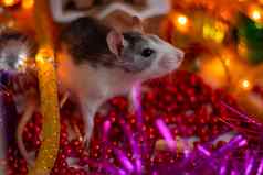 小银老鼠圣诞节俗丽的圣诞节玩具位于动物概念星座