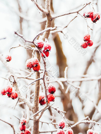 山楂分支机构红色的浆果覆盖霜冻