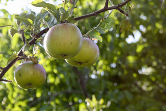 绿色苹果树健康的食物