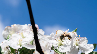 蜜蜂收集花粉花蜂蜜蜜蜂收集花粉