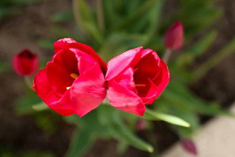 明亮的红色的郁金香花花园红色的郁金香自然花花园红色的双胞胎郁金香