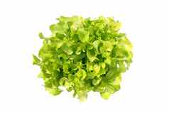 新鲜的绿色橡木罗马生菜蔬菜沙拉nutrien