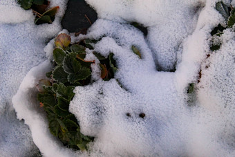 雪下降了草莓植物白雪覆盖的草莓植物集团草莓叶子突出的雪行