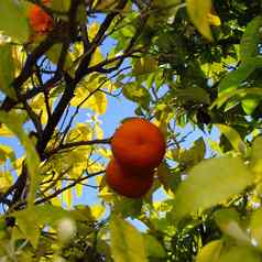 橙子内部树树冠橙子分支机构叶子花柑橘类植物柑橘类水果