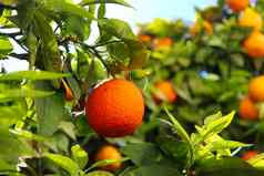 成熟的橙色分支机构树橙色水果绿色叶子天空背景绿色叶子柑橘类植物柑橘类水果