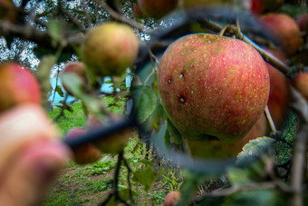扩大苹果分支苦点水果苹果研究苹果分支疾病研究苹果缺陷果园