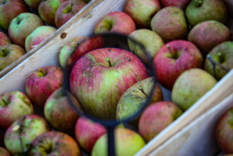 苹果放大放大玻璃苹果箱美丽的苹果箱完整的苹果