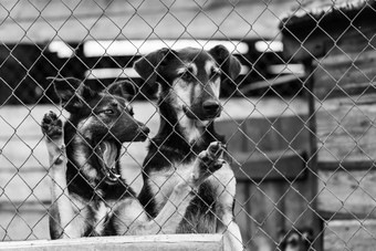 黑色的白色照片狗无家可归的人狗避难所被遗弃的狗
