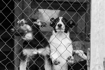黑色的白色照片狗无家可归的人狗避难所被遗弃的狗