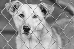 黑色的白色照片无家可归的人狗避难所狗