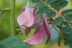 关闭图像粉红色的图里田菁属开大花的花