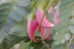 关闭图像粉红色的图里田菁属开大花的花