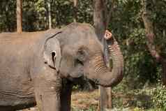 大象站树老挝大象圣所