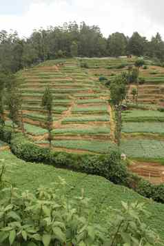 努瓦拉埃利亚斯里兰卡斯里兰卡茶种植园梯田山茶灌木