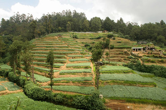 努瓦拉埃利亚斯里兰卡斯里兰卡茶种植园梯田山茶灌木