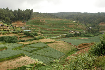 努瓦拉埃利亚斯里兰<strong>卡</strong>斯里兰<strong>卡茶</strong>种植园梯田山<strong>茶</strong>灌木