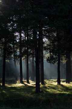 影子松柏科的森林阳光黑暗树