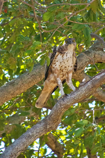 冠毛犬鹰鹰乌达瓦拉维国家公园斯里兰卡斯里兰卡