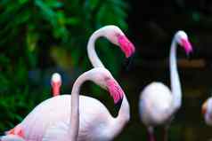 群粉红色的火烈鸟动物园池塘