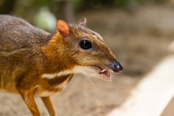 坎奇尔令人惊异的可爱的婴儿鹿热带地区鼠标鹿不寻常的动物恶魔似的鼠标